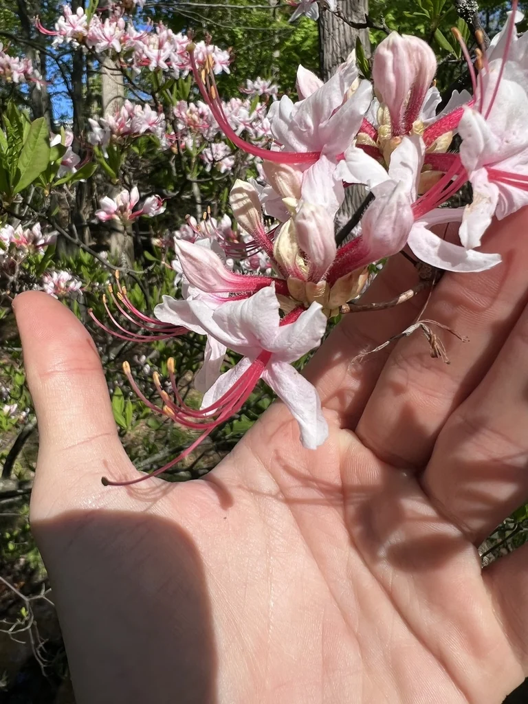 Rhododendron Periclymenoides