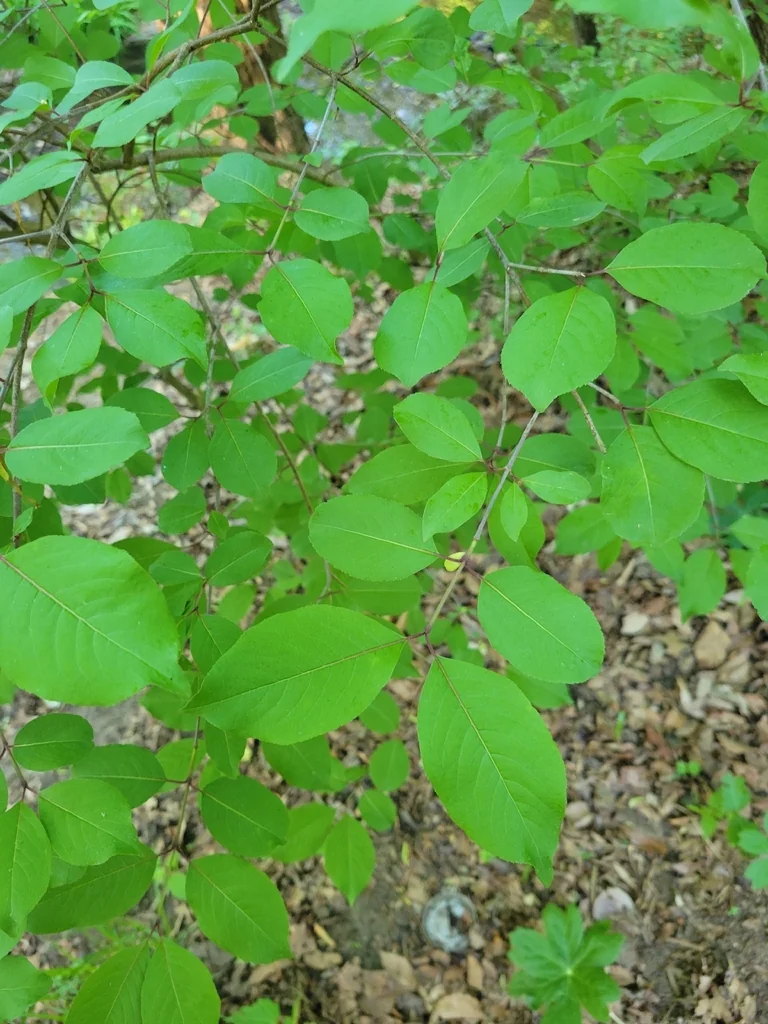 Viburnum Prunifolium