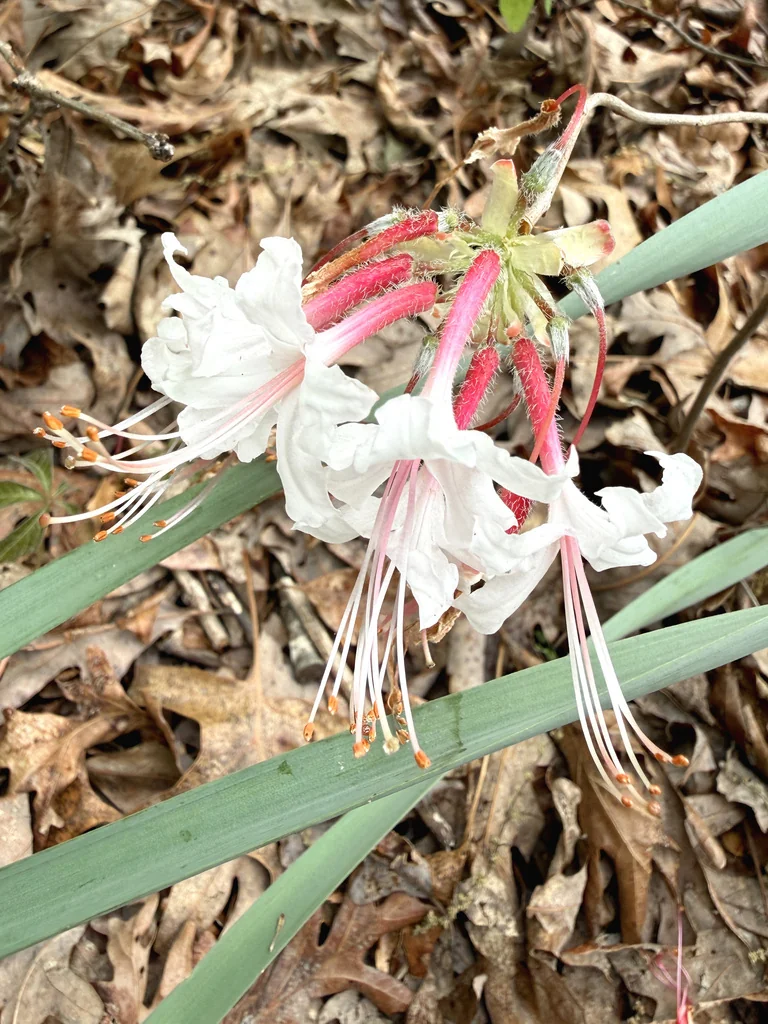 Rhododendron Periclymenoides