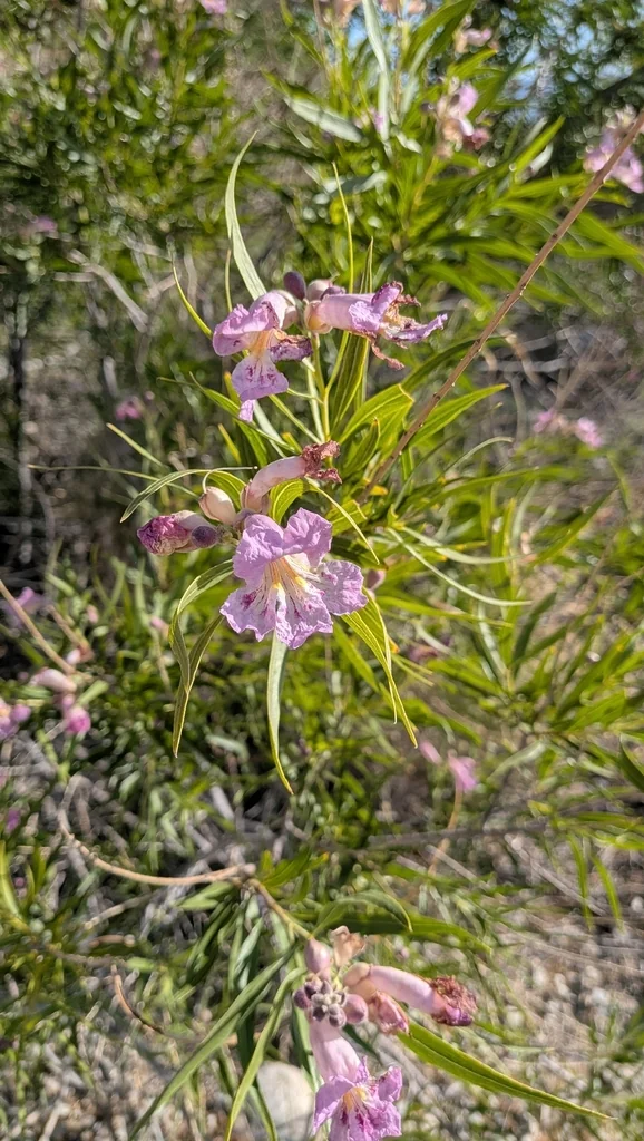 Chilopsis Linearis