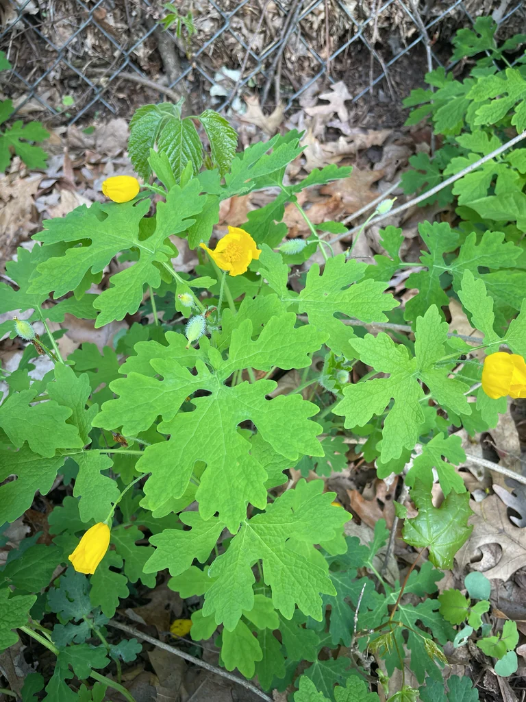 Stylophorum Diphyllum