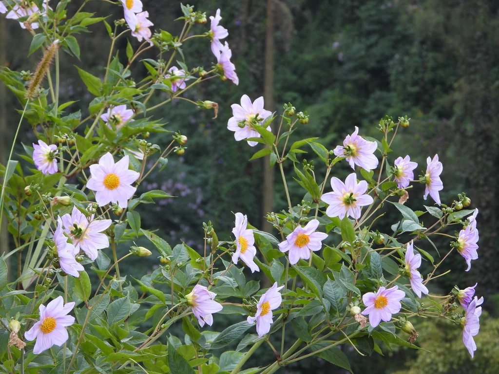 Dahlia Imperialis