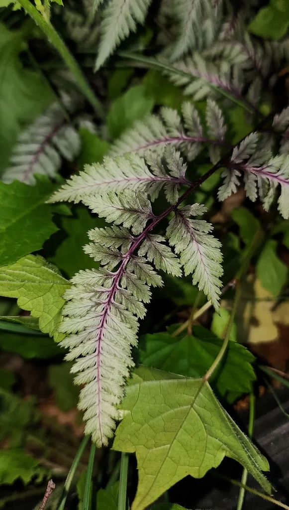 Athyrium niponicum