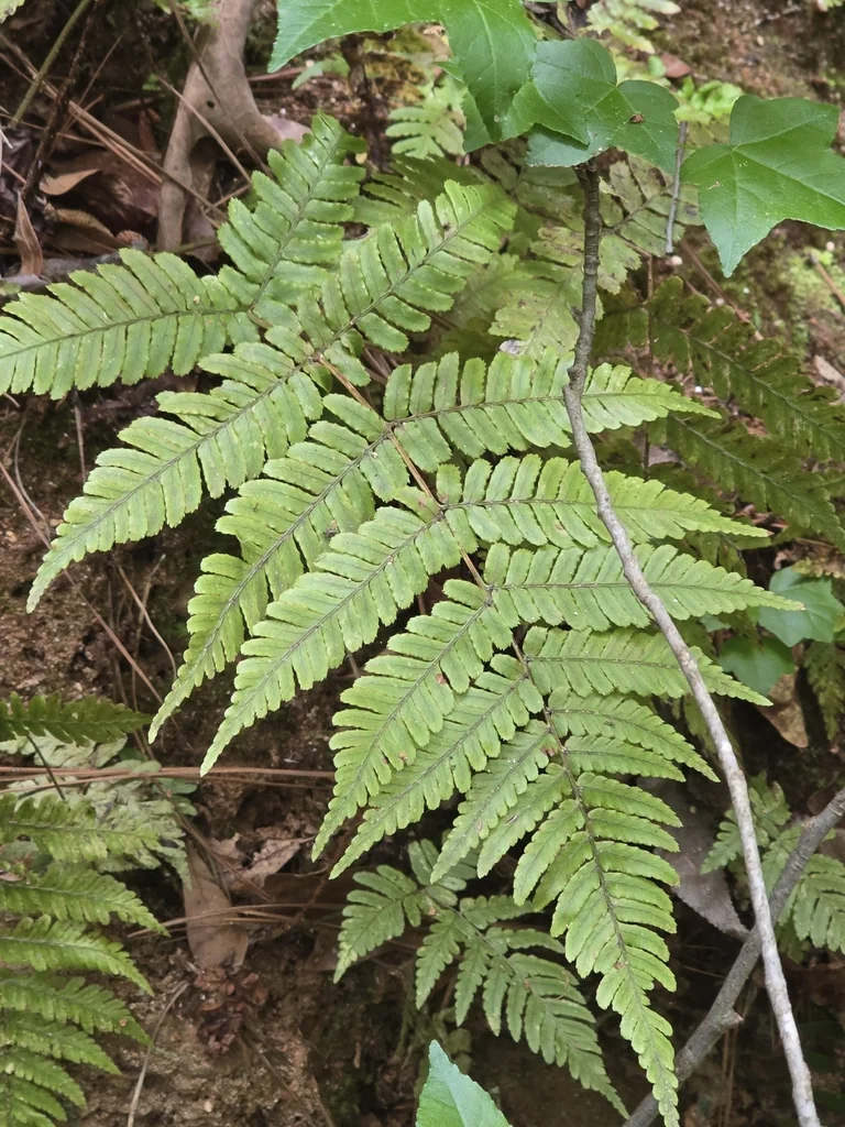 Dryopteris erythrosora