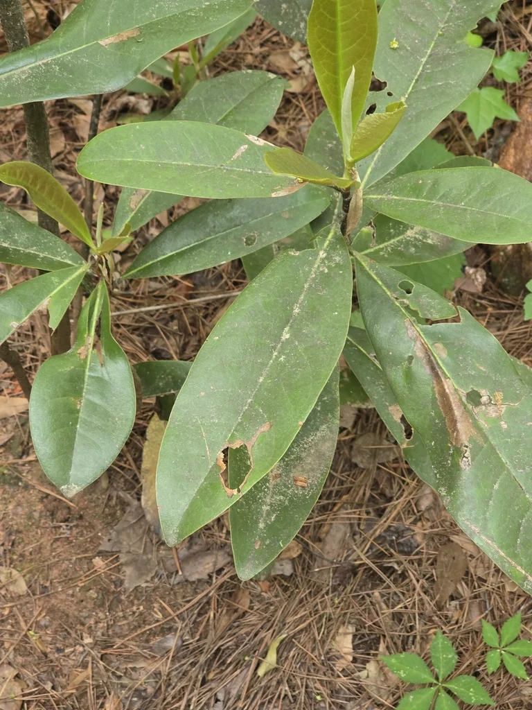 Magnolia Grandiflora