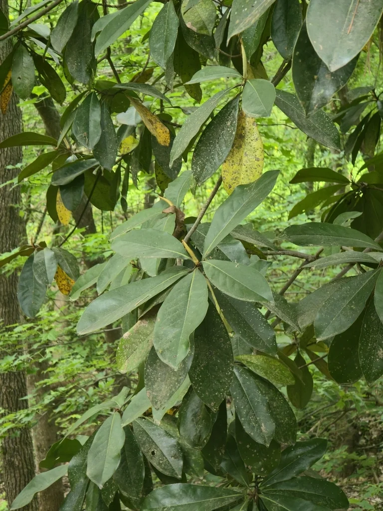 Magnolia Grandiflora