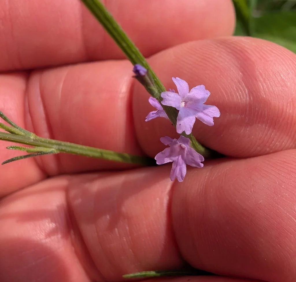 Verbena Halei