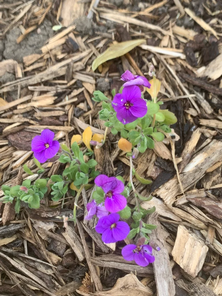 Aubrieta Deltoidea