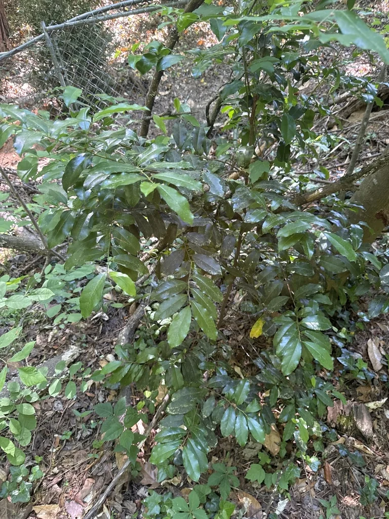 Prunus Caroliniana