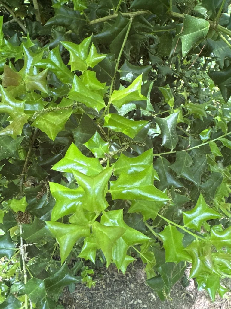 Ilex Cornuta