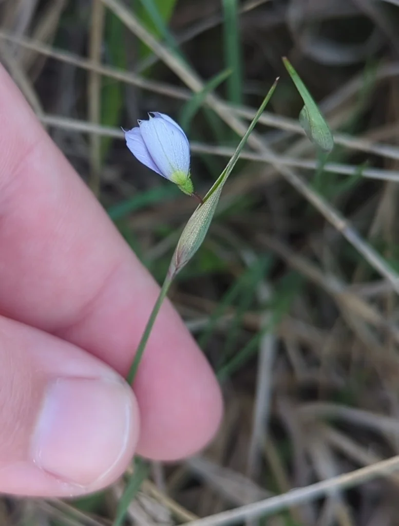 Sisyrinchium Campestre