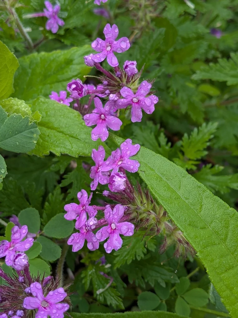 Verbena Canadensis