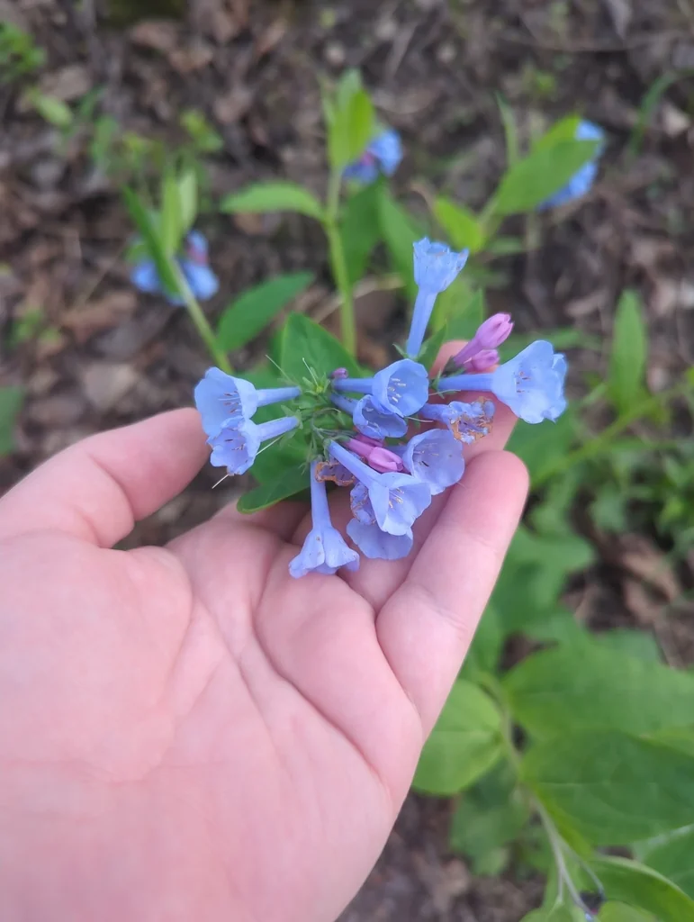 Mertensia Virginica