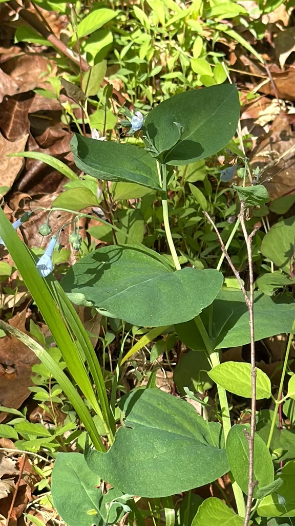 Mertensia Virginica
