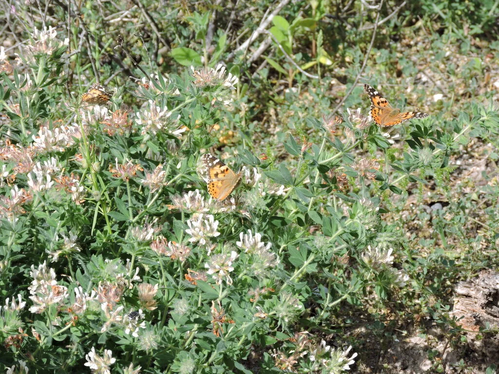 Dorycnium Hirsutum