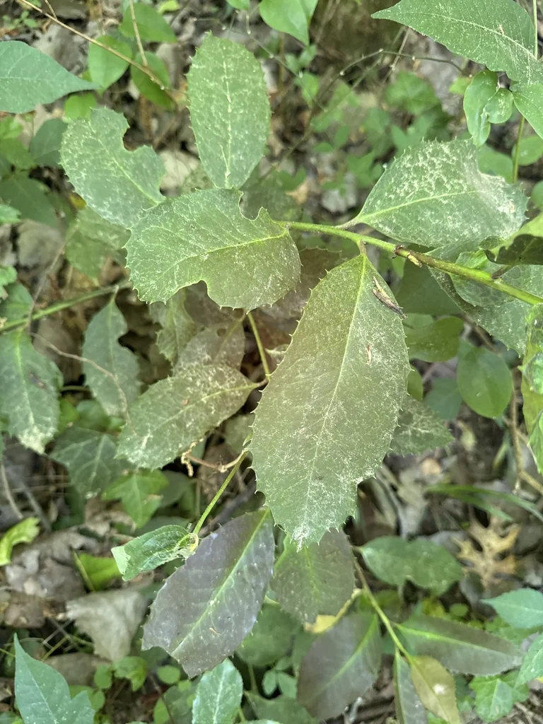 Photinia Serratifolia