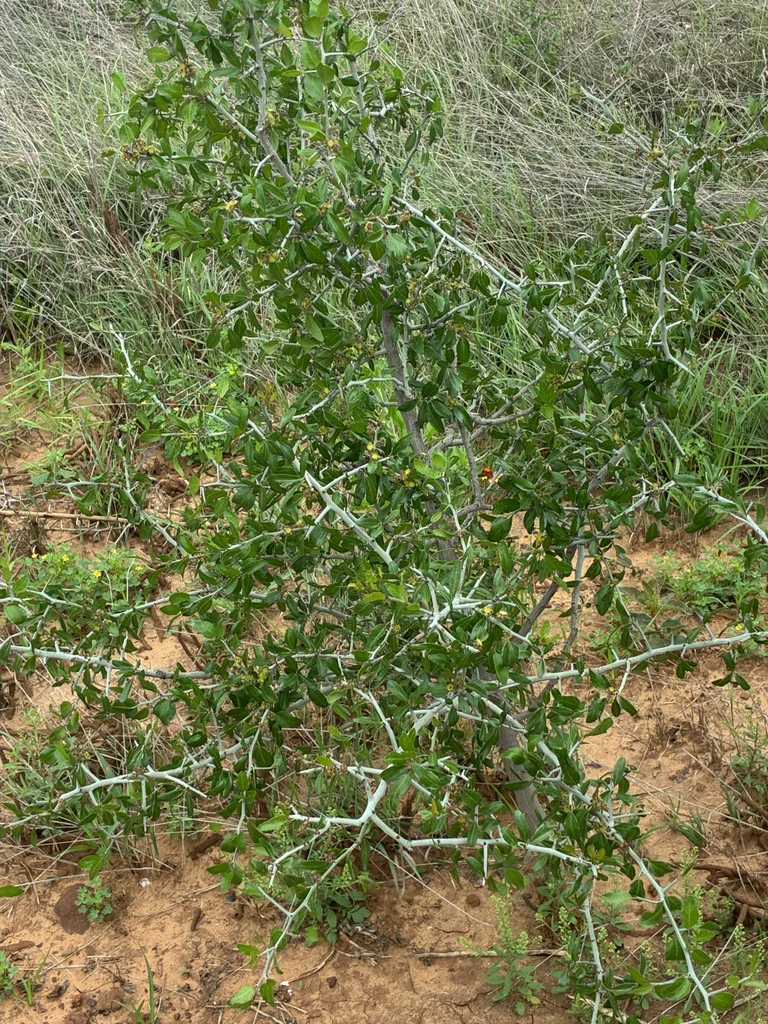 Ziziphus Obtusifolia