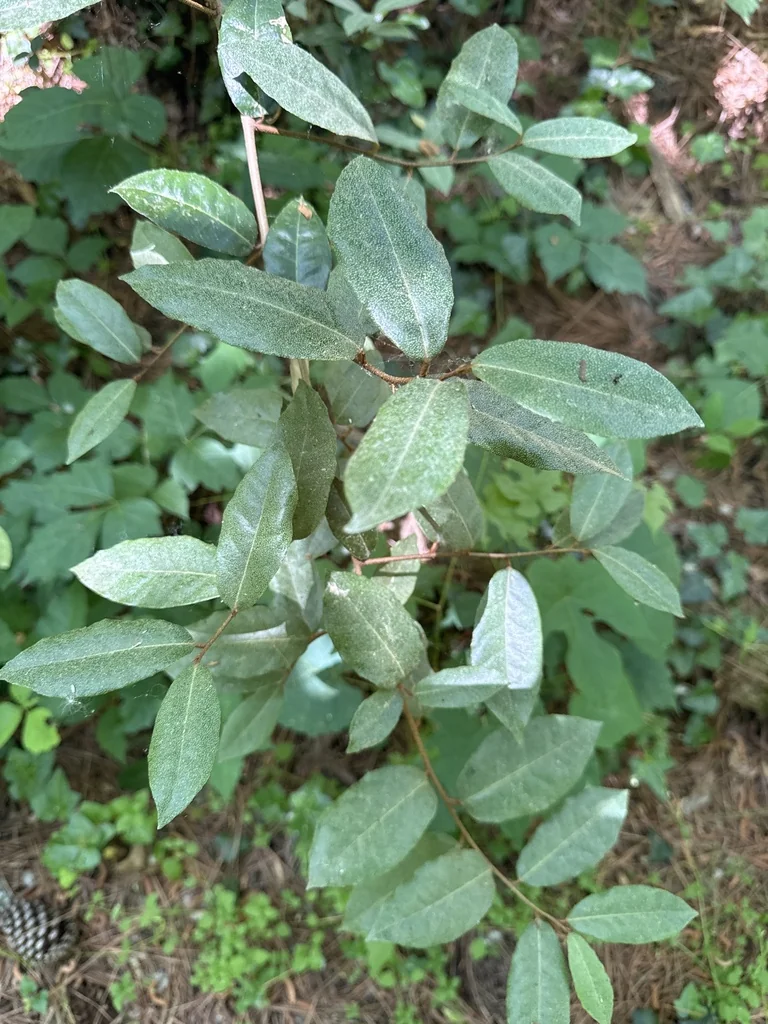 Elaeagnus Pungens