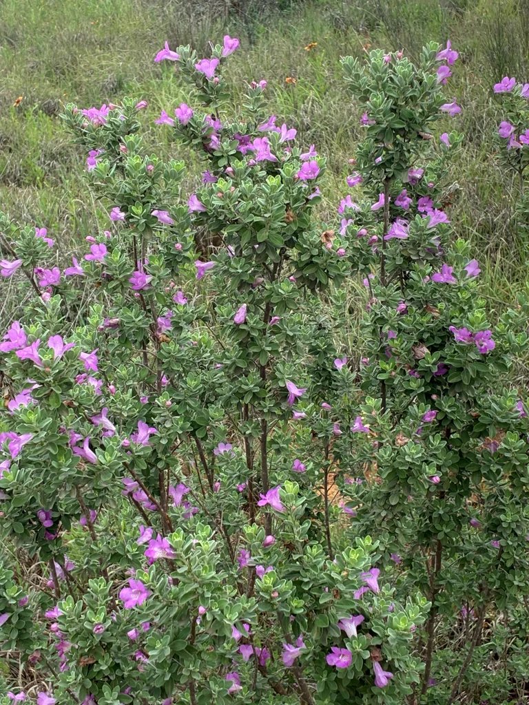 Leucophyllum Frutescens