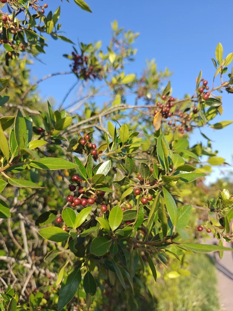 Rhamnus Alaternus