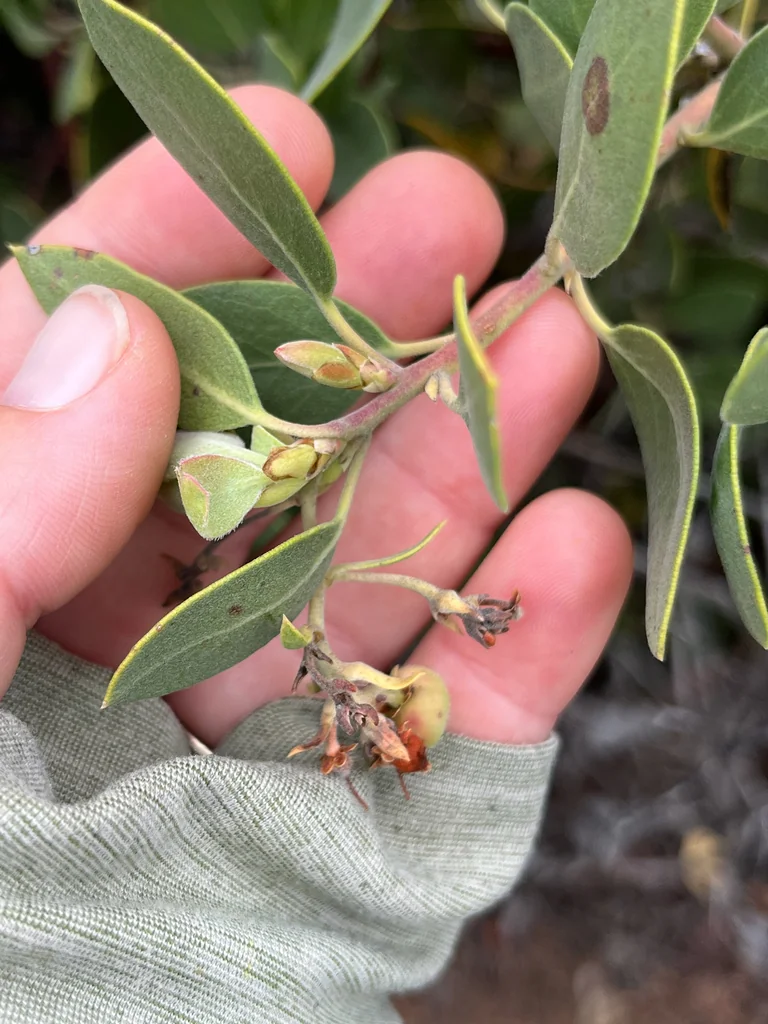 Arctostaphylos Glandulosa