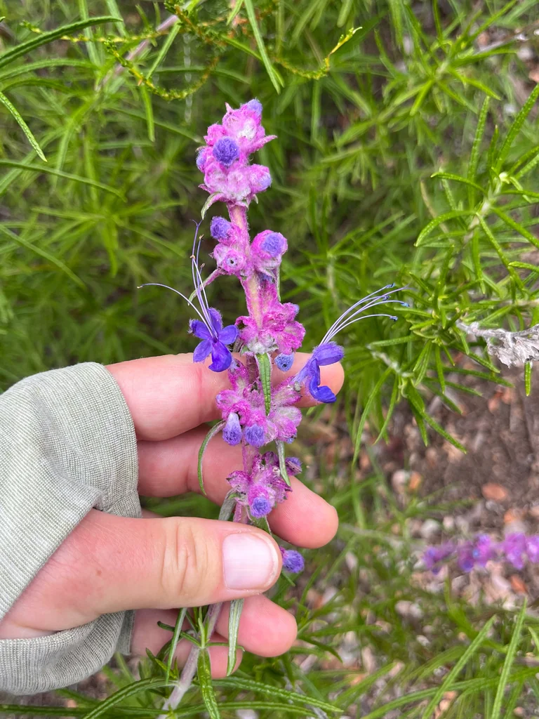 Trichostema Lanatum