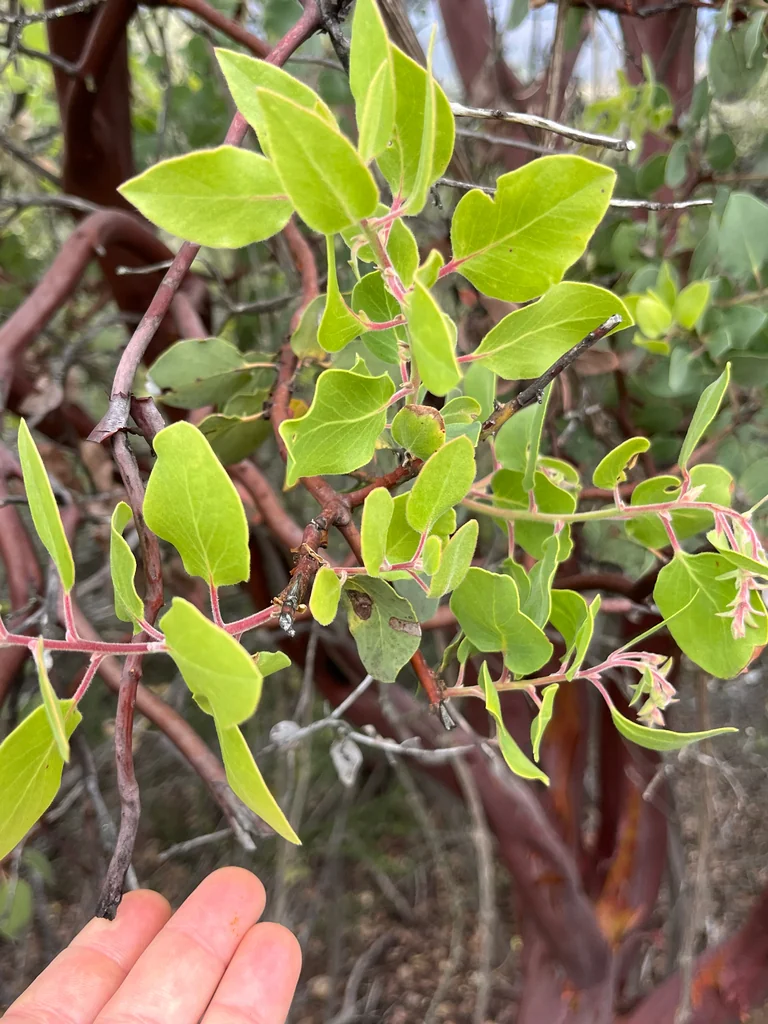 Arctostaphylos Glauca