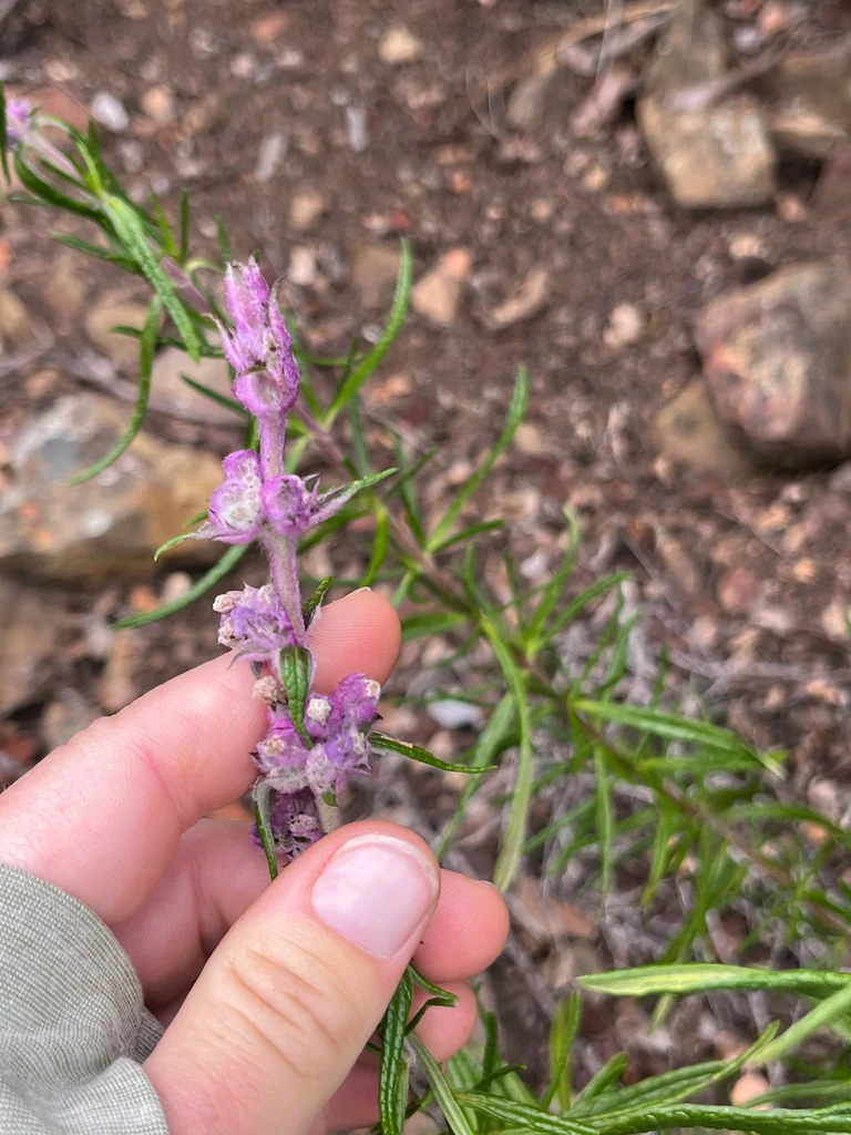 Trichostema Lanatum