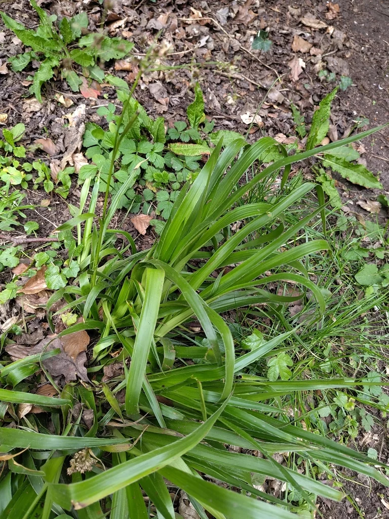Luzula Sylvatica