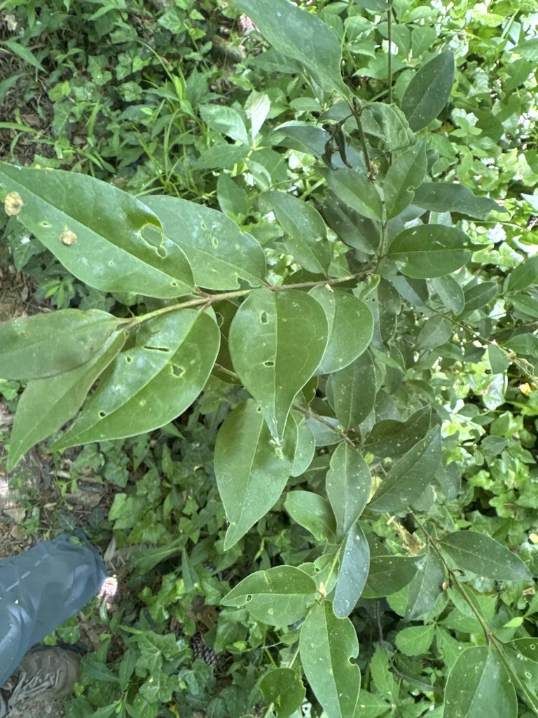 Ligustrum Lucidum