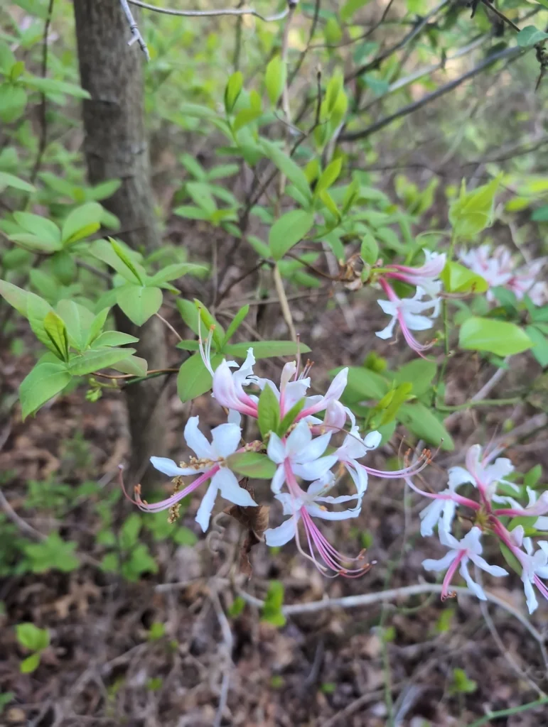 Rhododendron Periclymenoides