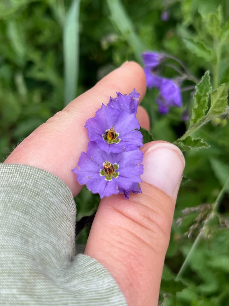 Solanum Umbelliferum