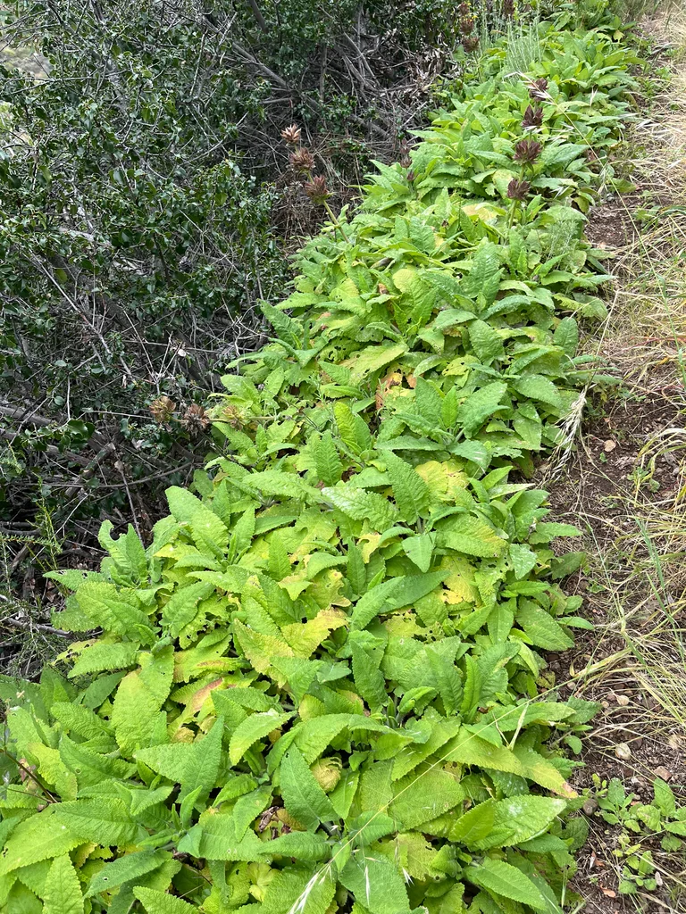 Salvia Spathacea