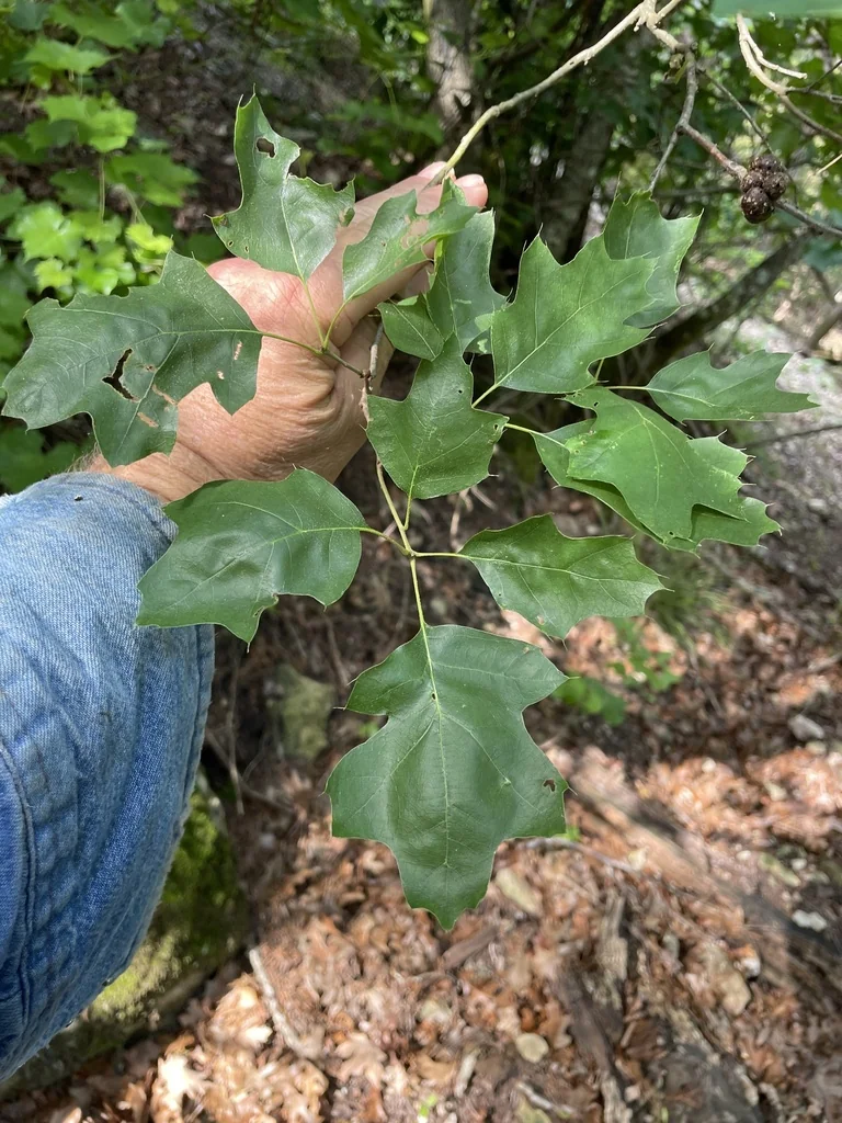 Quercus Buckleyi