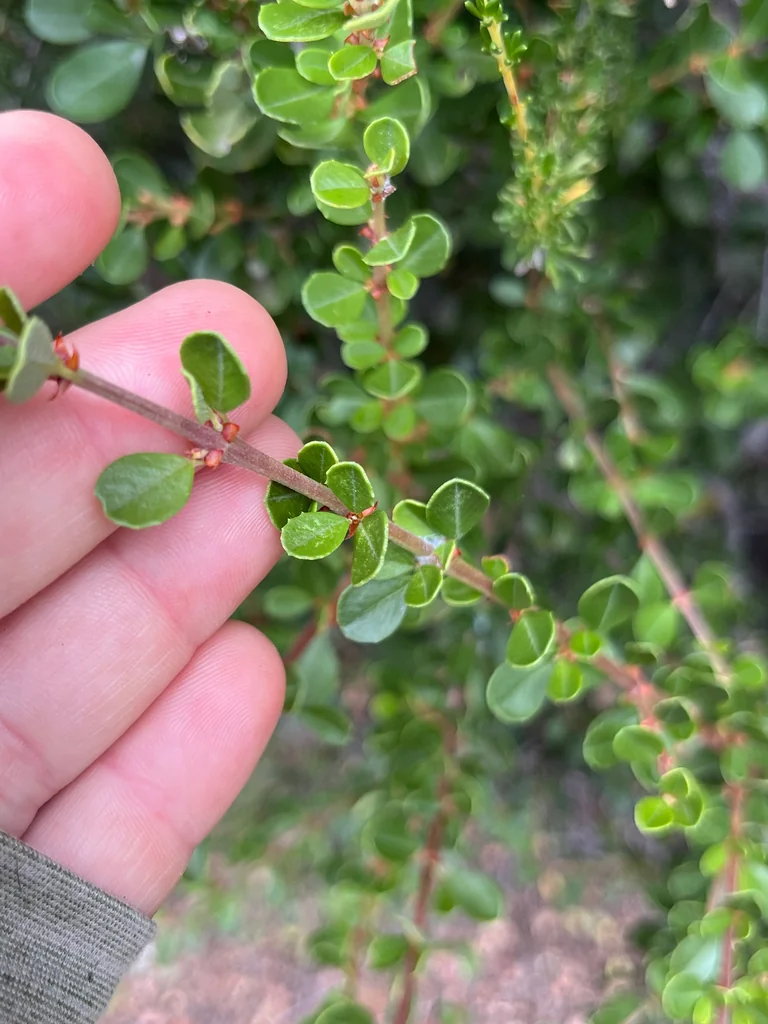 Ceanothus Cuneatus