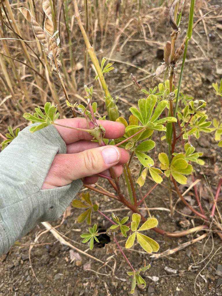 Lupinus Succulentus