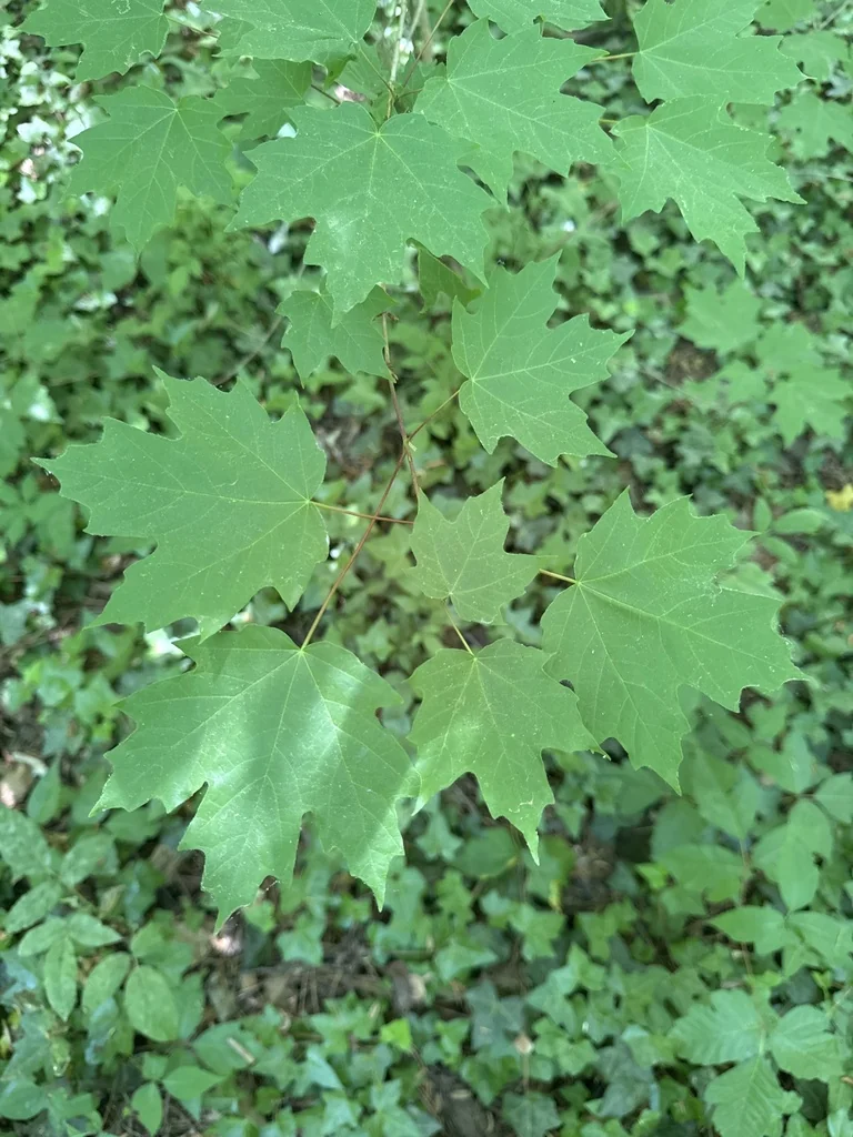 Acer Floridanum