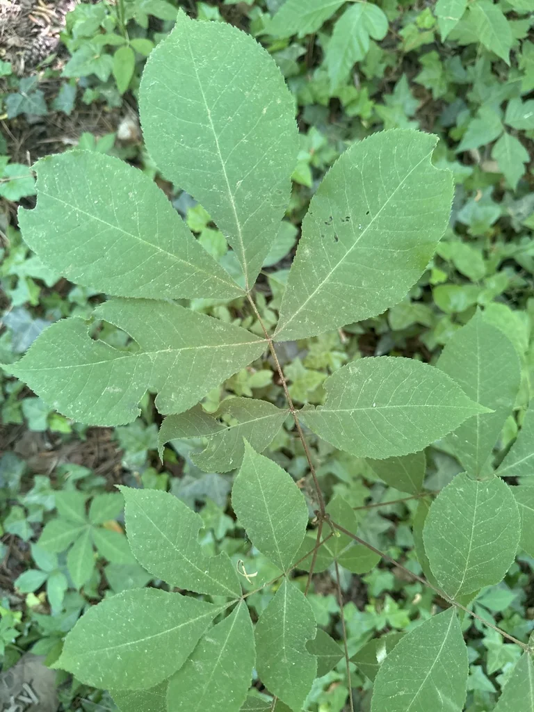 Carya Glabra