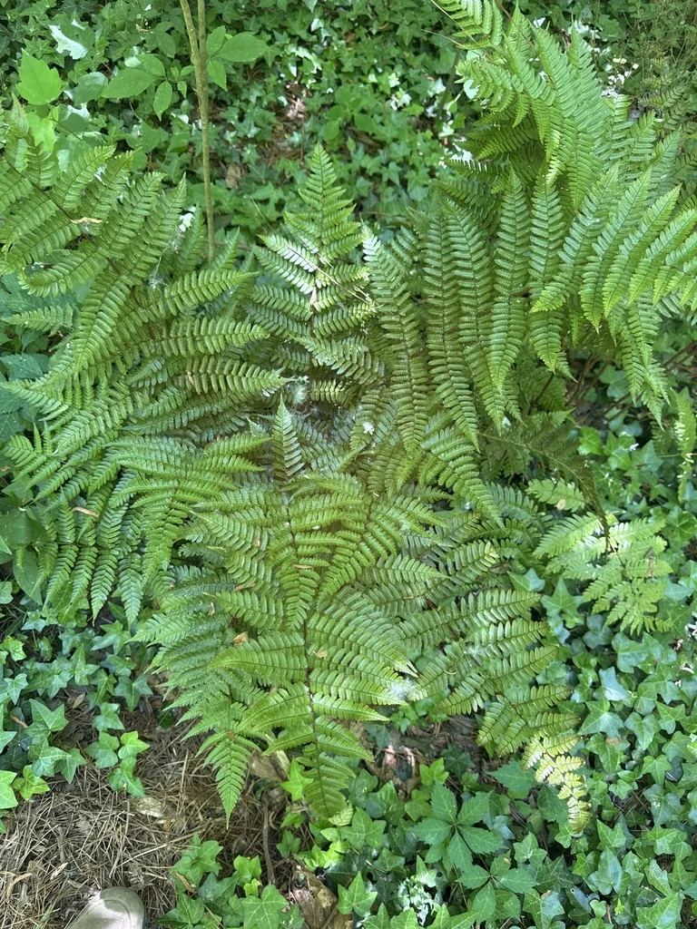 Dryopteris erythrosora