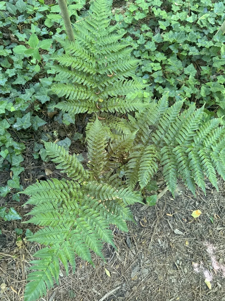 Dryopteris erythrosora
