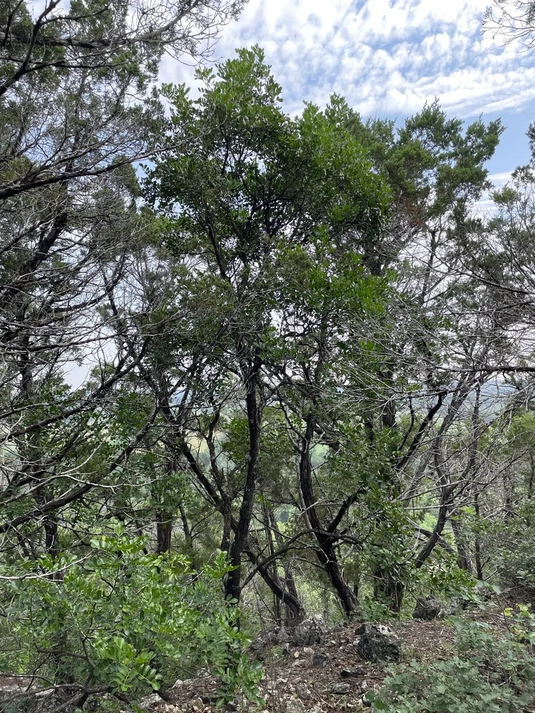 Sophora Secundiflora