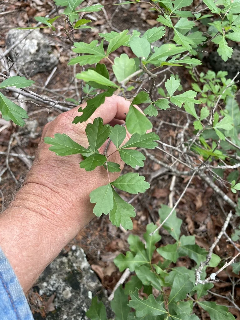 Rhus trilobata