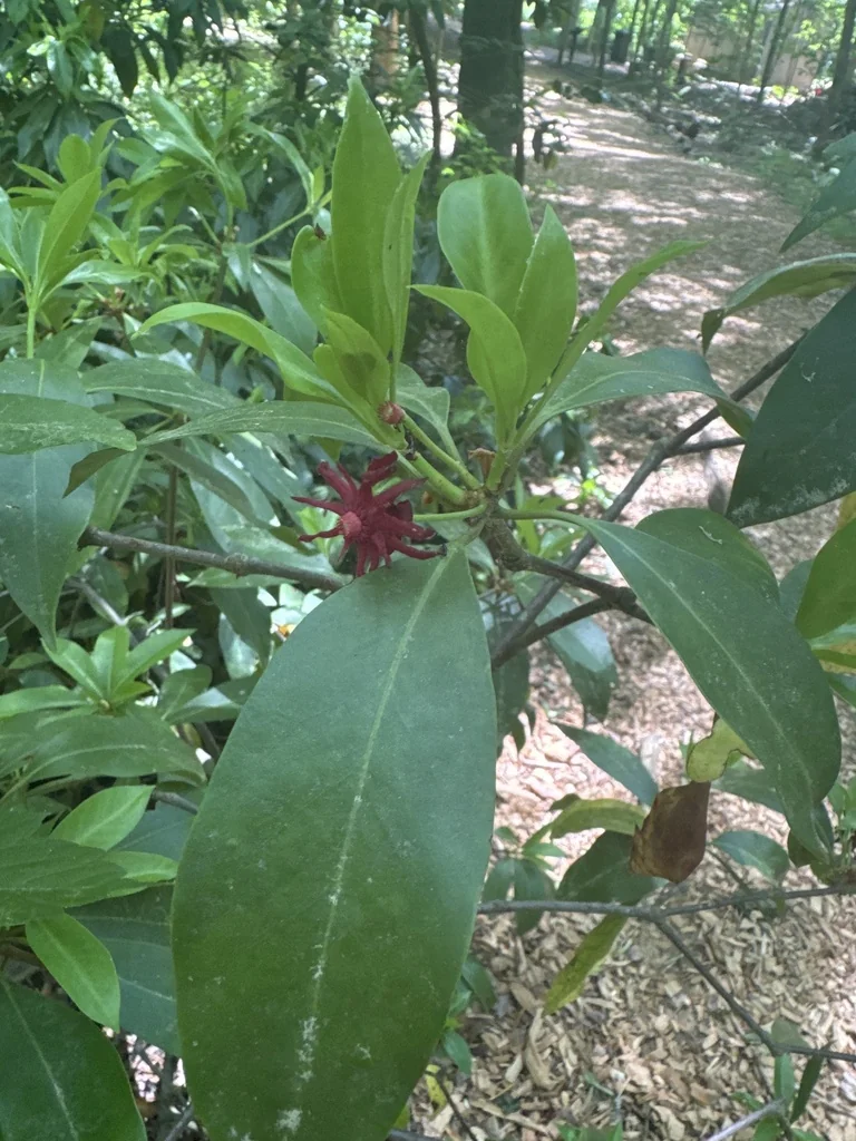 Illicium Floridanum