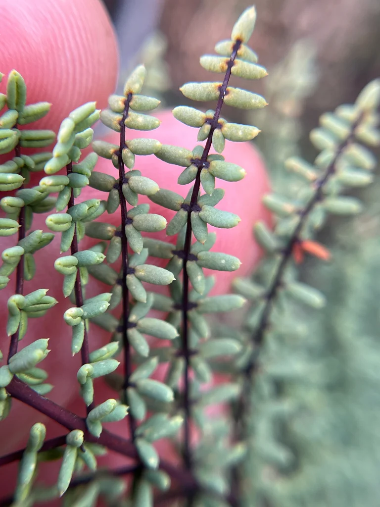 Pellaea Mucronata