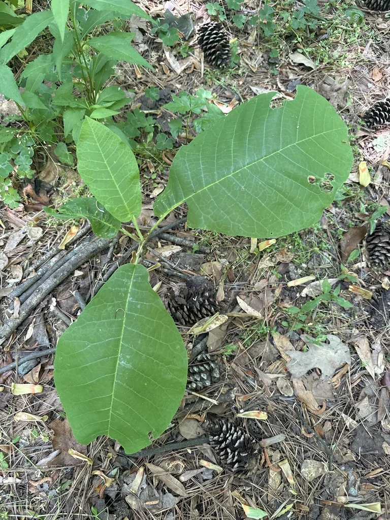 Magnolia Macrophylla