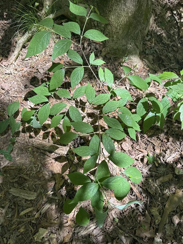 Calycanthus Floridus