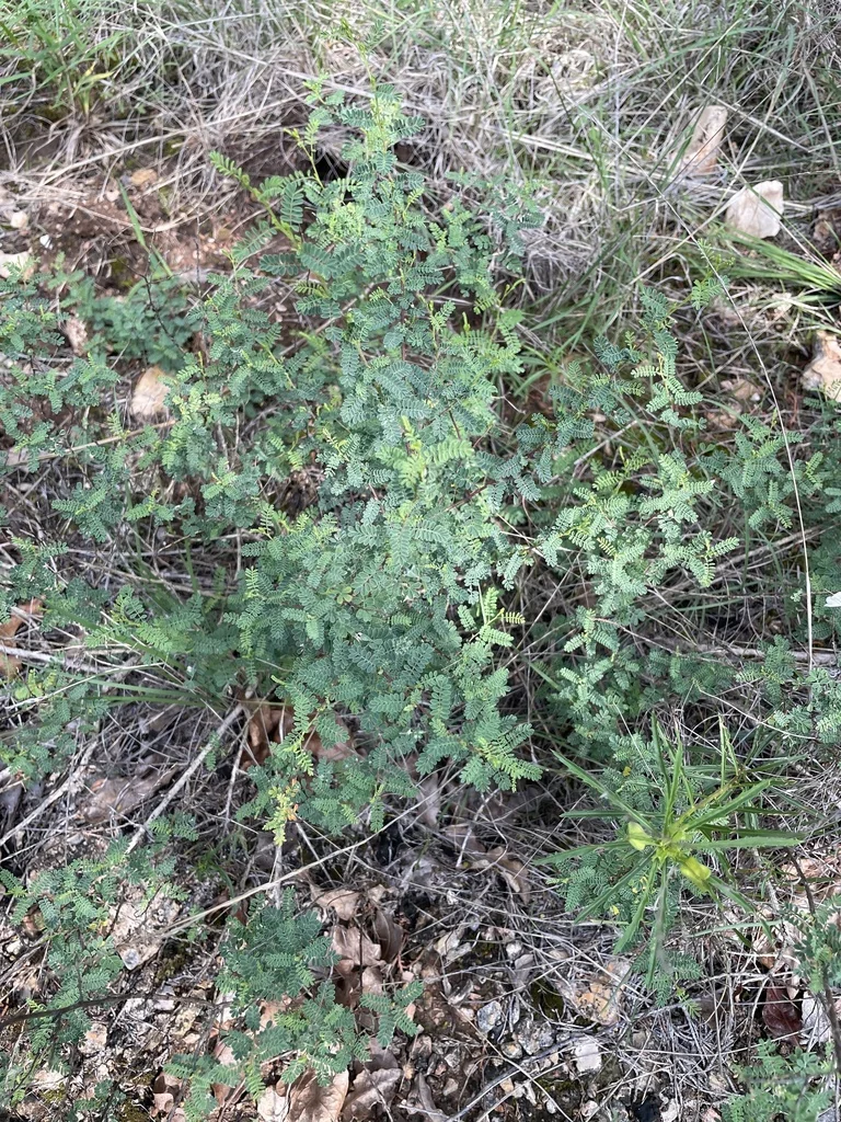 Dalea Frutescens