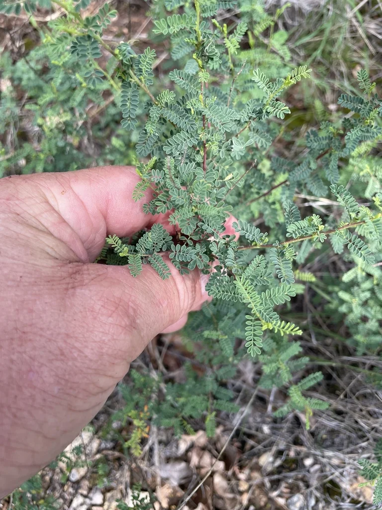 Dalea Frutescens