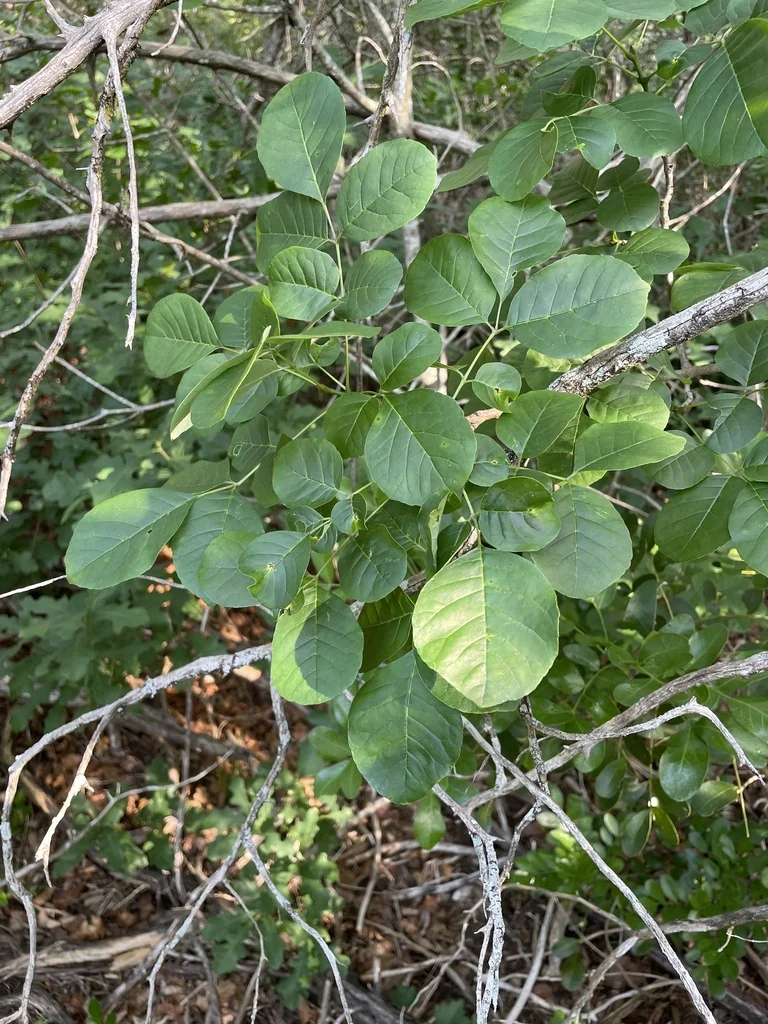 Fraxinus Texensis