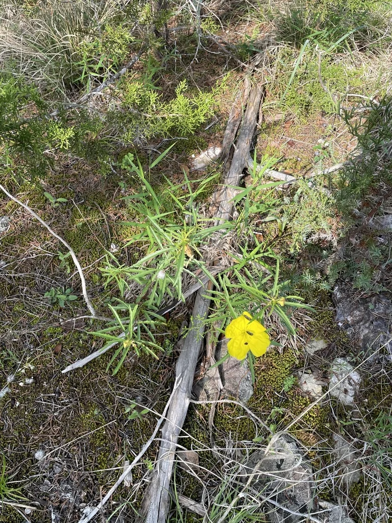 Calylophus Berlandieri